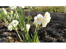 ������� Cheerflness