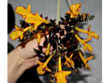 �������� �arnival