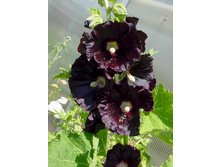 ����-���� ������ ������. 0,1� ����� 10,50���.[���.3000435]