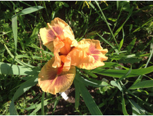 ���� ���������� Tiny Titan