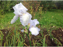 ���� �������