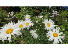 ������� �������� ���������� ����