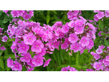 ����������   �������