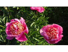 ���� ����