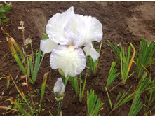 ���� �������