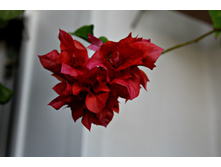 ����������� Double Red