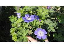 ������ �������