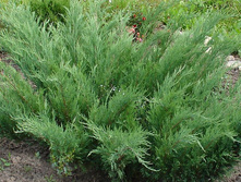 ���.�������� Rockery Gem *)