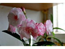 �������