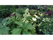 ��������� ��������������