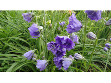 ����������� �������������� ��������