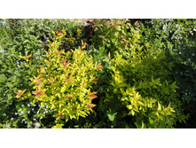 ���� �������� � �����