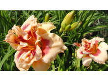 ���� ������ �����