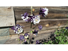 ��������� ����� ��������