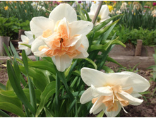 ������� ��������