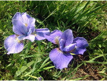 ���� ��������� ������� ��������