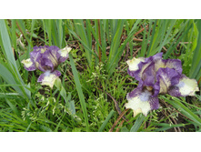 DSC05987 — �����.JPG