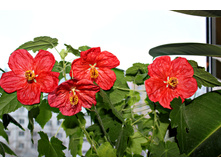 �������� Bella Red