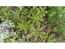 ��������� ��������������