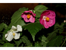 ��������� Bella Vanilla � Lilac Wonder