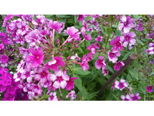 ������ 1