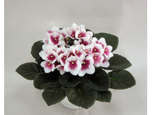 Optimara my desire.jpg