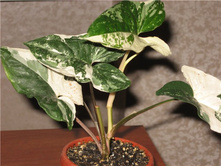 ��������� �������� ����+/