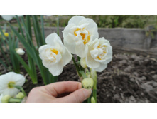 ������� Cheerflness