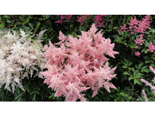 ���� ��� ����