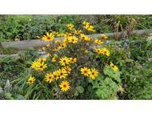 ���������  ���������� ������