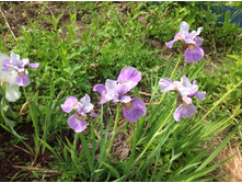 ���� ���������  ���� �������� ����-