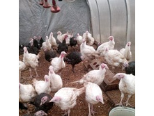 ���� 2 ������ �������