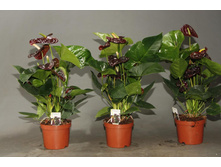 �������� ���� ���� - �� 750 ���.