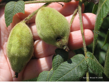 ���� ����� .jpg