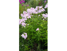 ����  �������