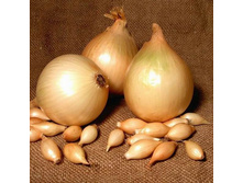 ����� (������ 14-21) 168���. �� 900�., 84���. �� 450�. (� ������ ������ ���������� ������� �� 450�.).jpg