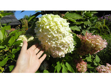 ������� ������