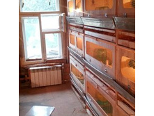 ���� ������