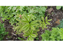 ��������� ��������������