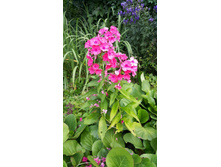 ����� ���������