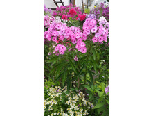 ���-���-���