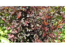 ������������� ������ ����