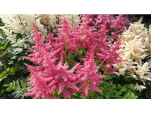 ���� ������