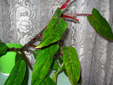 ����������� Medisa
