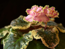 ��-������� �����(����) 2009.jpg