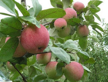 ������ �����̣� �������-350�