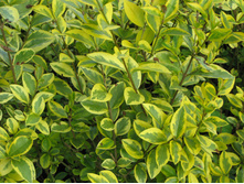 �������� ������. ������ *