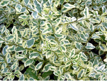 �������� ������.��������� *