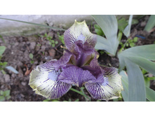 ���� ���������� Skip Stitch