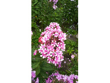 ����  ����